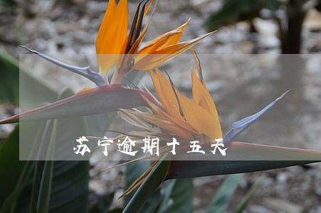 苏宁逾期十五天 苏宁逾期十五天