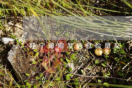 苏宁逾期发信息给朋友 苏宁逾期发信息给朋友