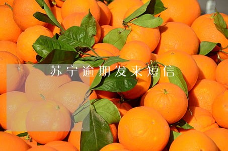 苏宁逾期发来短信 苏宁逾期发来短信
