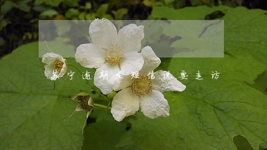 苏宁逾期发短信说要走访 苏宁逾期发短信说要走访