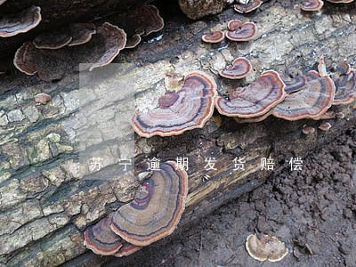 苏宁逾期发货赔偿 苏宁逾期发货赔偿