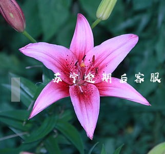 苏宁逾期后客服发信息骚扰 苏宁逾期后客服发信息骚扰
