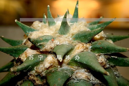 苏宁逾期咋办 苏宁逾期咋办