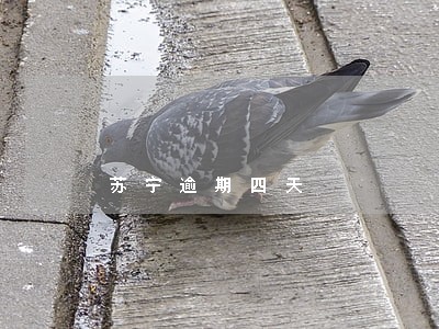 苏宁逾期四天 苏宁逾期四天