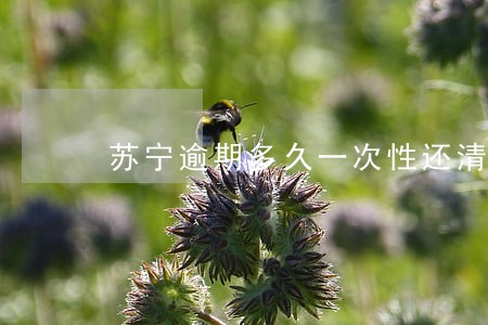 苏宁逾期多久一次性还清 苏宁逾期多久一次性还清