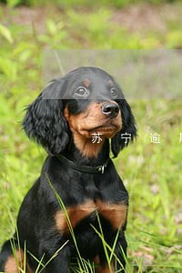 苏宁逾期多久会上征信吗 苏宁逾期多久会上征信吗