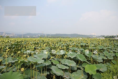 苏宁逾期多久会催收 苏宁逾期多久会催收