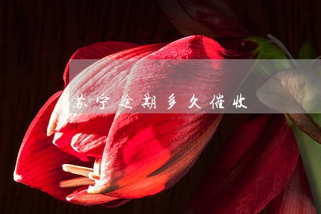苏宁逾期多久催收 苏宁逾期多久催收