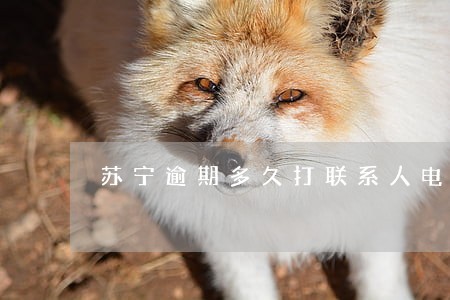 苏宁逾期多久打联系人电话 苏宁逾期多久打联系人电话