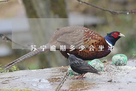 苏宁逾期多少会坐牢 苏宁逾期多少会坐牢
