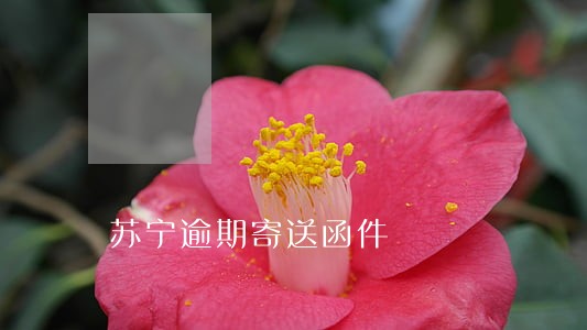 苏宁逾期寄送函件 苏宁逾期寄送函件