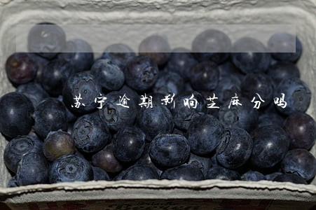 苏宁逾期影响芝麻分吗 苏宁逾期影响芝麻分吗
