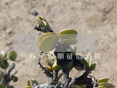 苏宁逾期征信消除 苏宁逾期征信消除