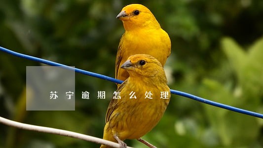 苏宁逾期怎么处理 苏宁逾期怎么处理