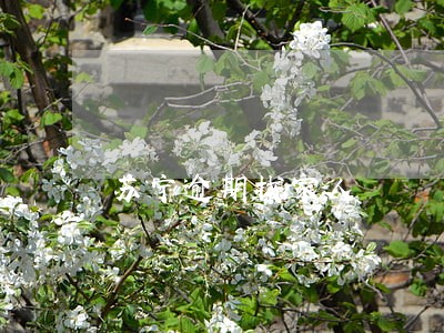 苏宁逾期找家人 苏宁逾期找家人