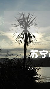 苏宁逾期报案 苏宁逾期报案