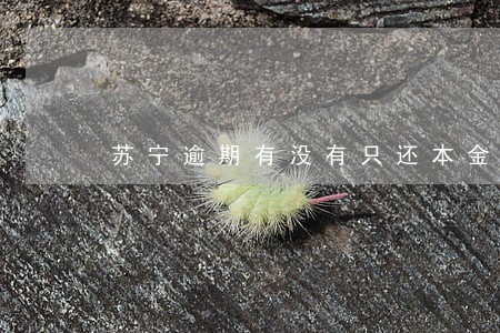 苏宁逾期有没有只还本金的 苏宁逾期有没有只还本金的