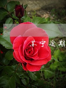苏宁逾期爆通讯吗 苏宁逾期爆通讯吗