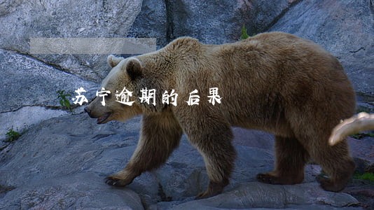 苏宁逾期的后果 苏宁逾期的后果
