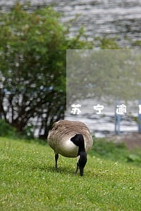 苏宁逾期短信发了律师函 苏宁逾期短信发了律师函