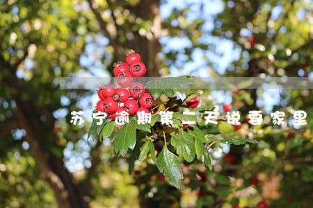 苏宁逾期第二天说要家里人代偿 苏宁逾期第二天说要家里人代偿