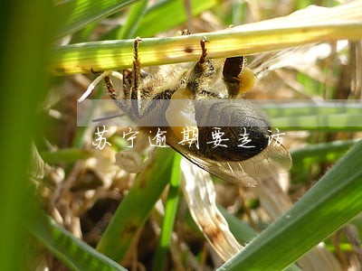 苏宁逾期要走访