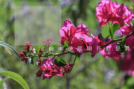 苏宁逾期说排期开庭是真的吗 苏宁逾期说排期开庭是真的吗