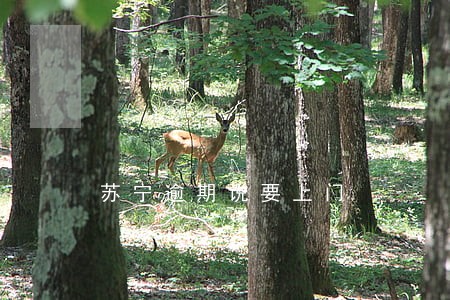 苏宁逾期说要上门 苏宁逾期说要上门