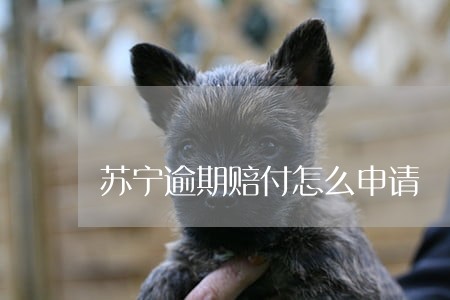 苏宁逾期赔付怎么申请 苏宁逾期赔付怎么申请