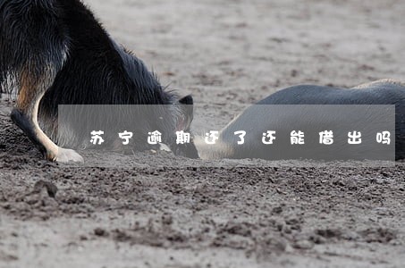苏宁逾期还了还能借出吗 苏宁逾期还了还能借出吗