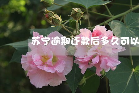 苏宁逾期还款后多久可以买房 苏宁逾期还款后多久可以买房