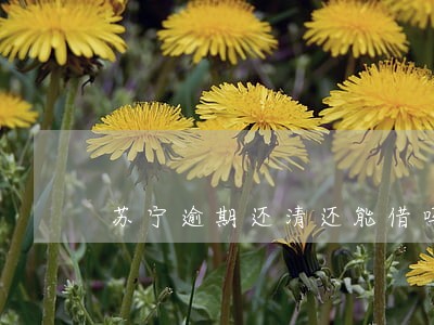 苏宁逾期还清还能借吗 苏宁逾期还清还能借吗