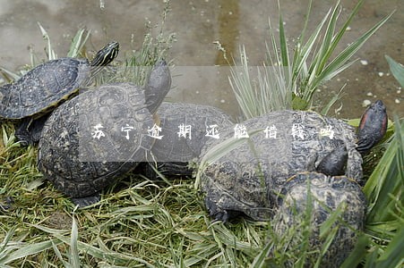 苏宁逾期还能借钱吗 苏宁逾期还能借钱吗