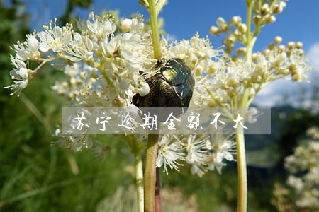 苏宁逾期金额不大 苏宁逾期金额不大