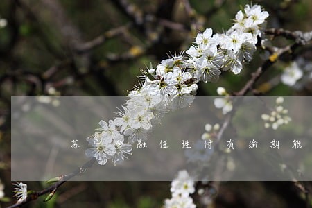 苏宁金融任性付有逾期能通过吗
