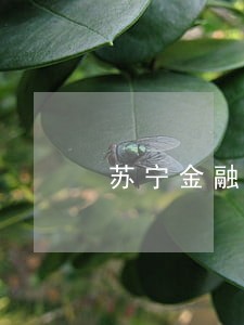 苏宁金融任性贷可以逾期几天 苏宁金融任性贷可以逾期几天
