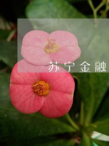 苏宁金融任性贷逾期三期怎么办 苏宁金融任性贷逾期三期怎么办