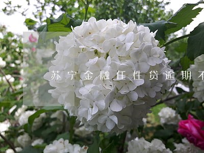 苏宁金融任性贷逾期不还会怎样 苏宁金融任性贷逾期不还会怎样