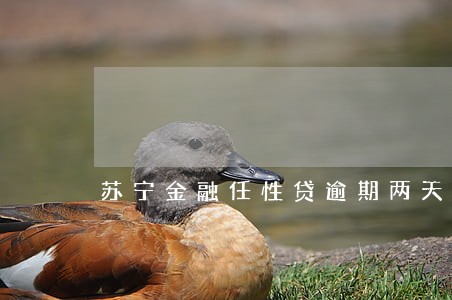 苏宁金融任性贷逾期两天 苏宁金融任性贷逾期两天