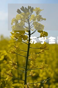 苏宁金融任性贷逾期转北京催收