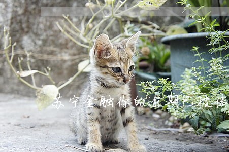 苏宁金融你的逾期已被债权方收回 苏宁金融你的逾期已被债权方收回