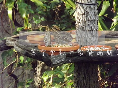 苏宁金融升级贷逾期了 苏宁金融升级贷逾期了