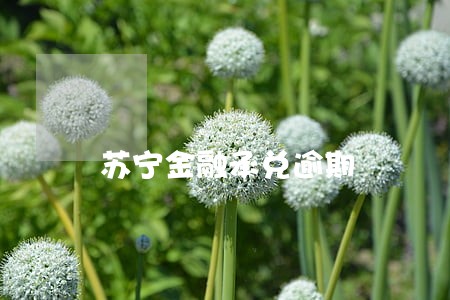 苏宁金融承兑逾期 苏宁金融承兑逾期