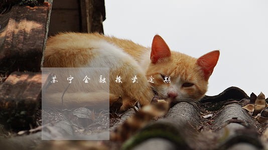 苏宁金融投资逾期 苏宁金融投资逾期