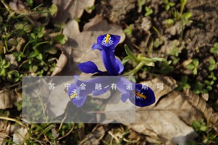 苏宁金融有逾期吗