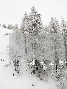 苏宁金融的任性贷逾期了会怎样 苏宁金融的任性贷逾期了会怎样