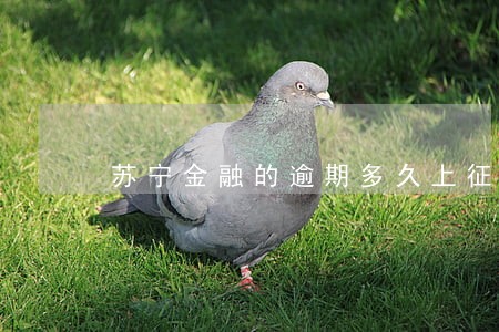 苏宁金融的逾期多久上征信 苏宁金融的逾期多久上征信