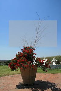 苏宁金融苏享18号会不会逾期 苏宁金融苏享18号会不会逾期