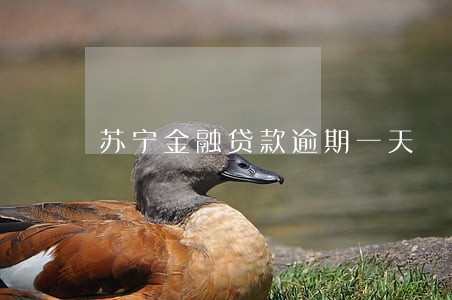 苏宁金融贷款逾期一天 苏宁金融贷款逾期一天
