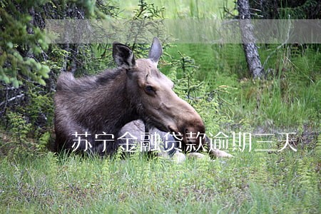 苏宁金融贷款逾期三天